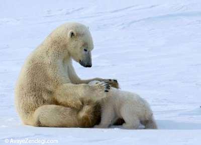 محبت خرس قطبی و نوازش فرزندش