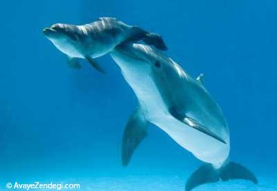 بچه دلفین و مادر مهربان