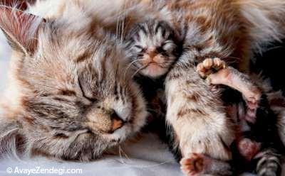 نوزاد گربه در آغوش پر مهر مادر