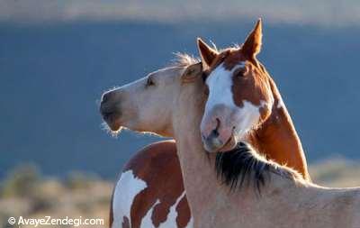 عشق واقعی اسب‌ها