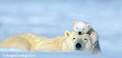 عشق واقعی خرس‌های قطبی