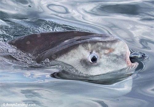  ماهی عجیب و جالب در سواحل کالیفرنیا 