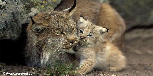 سیاه گوش Eurasian Lynx