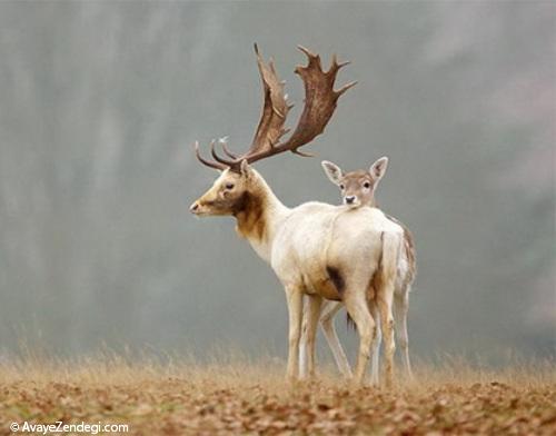 حیوانات مهربان و محبت مادری