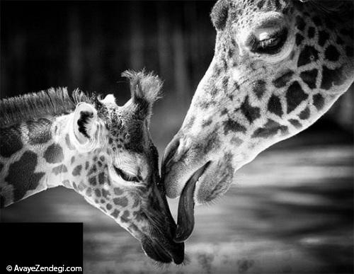 حیوانات مهربان و محبت مادری
