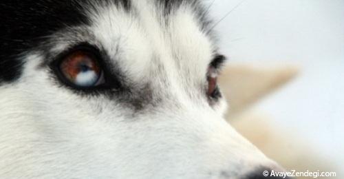معرفی کامل سگ هاسکی،بررسی نژاد و نحوه نگهداری از آن 