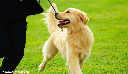 روش صحیح تنبیه سگ و تربیت سگ چیست؟ 
