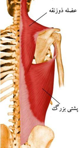 آناتومی عضلات پشت