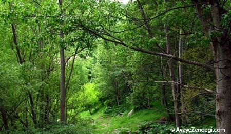 بزرگترین پارک های جنگلی ایران