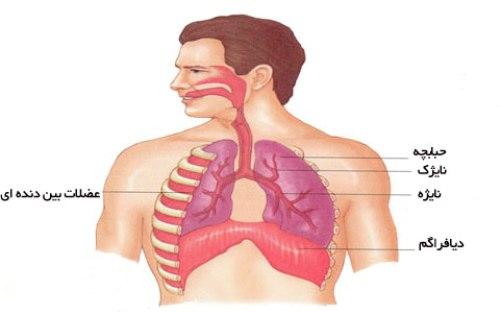 فیزیولوژی دستگاه تنفس