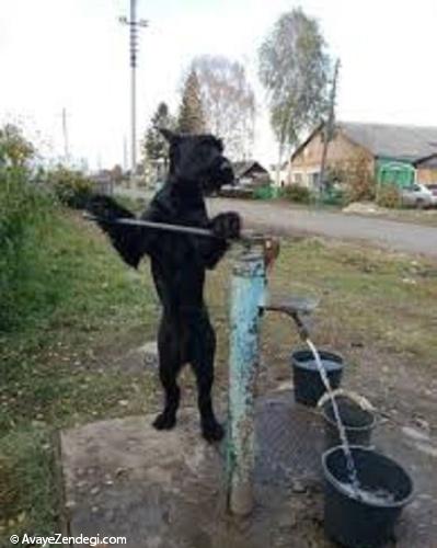  سگی که در شخم زدن مزرعه به صاحبش کمک می کند 