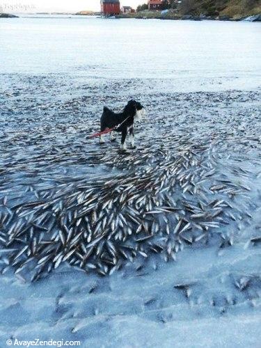 عکس های عجیب از یخ زدن ماهی ها 