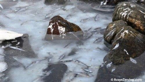 عکس های عجیب از یخ زدن ماهی ها 