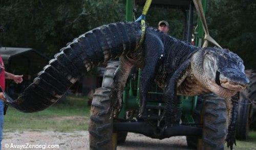  آیا این بزرگترین تمساح جهان است؟ 