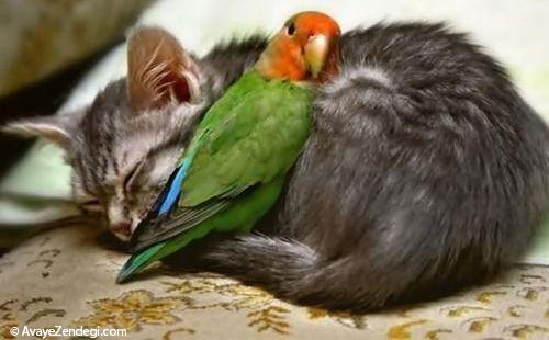 دوستی جالب بین حیوانات