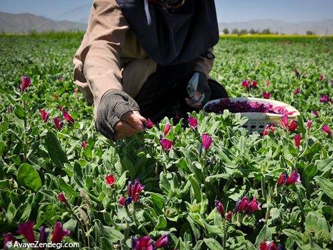  زنان ایرانی در حال برداشت گل‌ گاو‌ زبان 