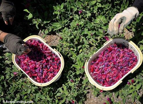  زنان ایرانی در حال برداشت گل‌ گاو‌ زبان 