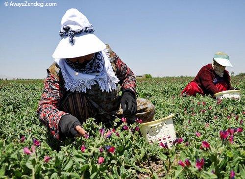  زنان ایرانی در حال برداشت گل‌ گاو‌ زبان 