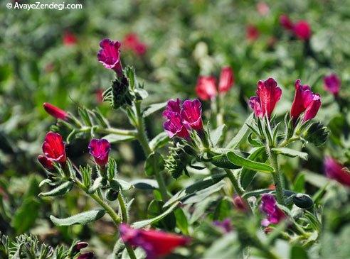  زنان ایرانی در حال برداشت گل‌ گاو‌ زبان 