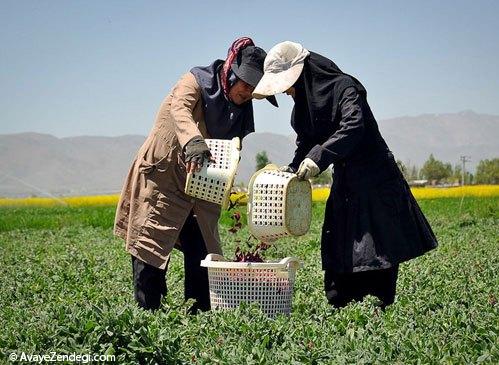  زنان ایرانی در حال برداشت گل‌ گاو‌ زبان 