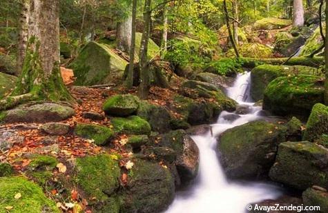 زیباترین پارک‌های ملی در آلمان