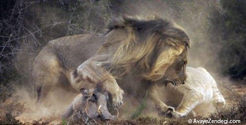  تصاویری از لحظه شکار یک شیر 