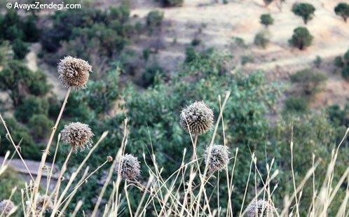  لرستان، سرزمین گنج‌های پنهان 