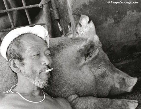  رابطه احساسی جالب با خوک ها 