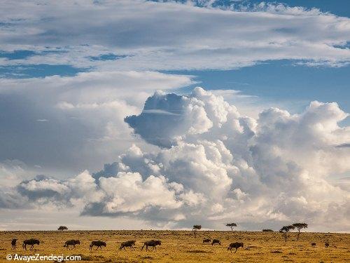  تصاویر متفاوت و دیدنی از حیات‌وحش کنیا 
