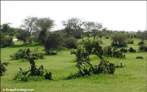  بوشهر و این همه جاذبه گردشگری (3) 