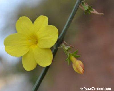  نحوه پرورش و کاشت درختچه یاسمن زمستانی 