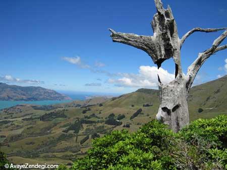  گشت و گذار در طبیعت وحشی نیوزیلند 