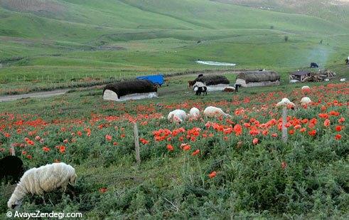  برف در «بهشت» سوباتان 