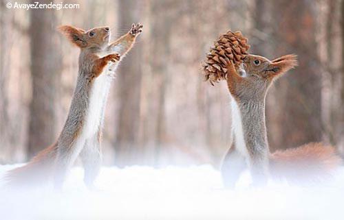  تصاویری زیبا از برف بازی سنجاب ها 