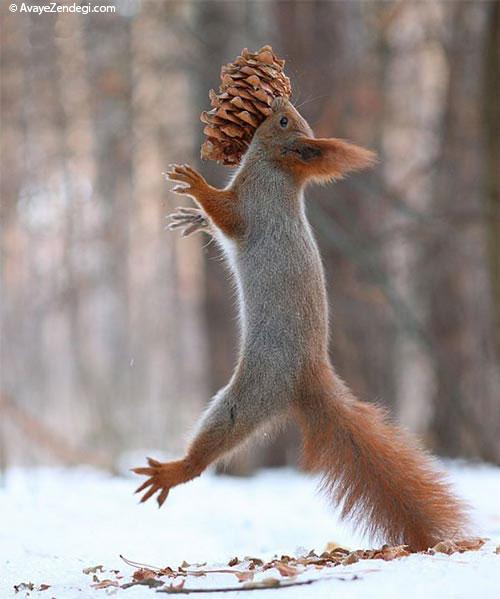  تصاویری زیبا از برف بازی سنجاب ها 