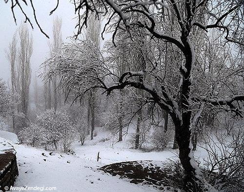  سرمای سپید در سنندج 