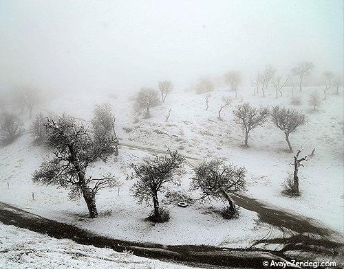  سرمای سپید در سنندج 