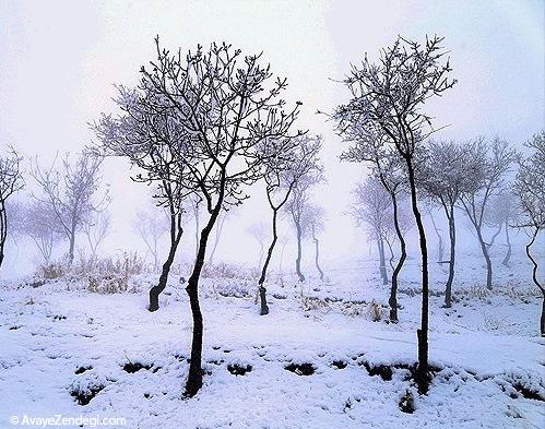  سرمای سپید در سنندج 