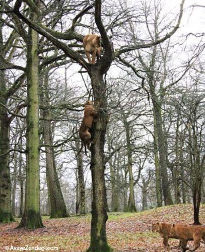 پریدن شیرها از روی درخت بلوط 9 متری