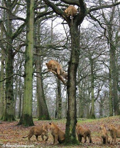 پریدن شیرها از روی درخت بلوط 9 متری