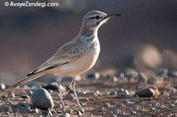 آشنایی با چَکاوَک هُدهُدی یا شبان‌فریب