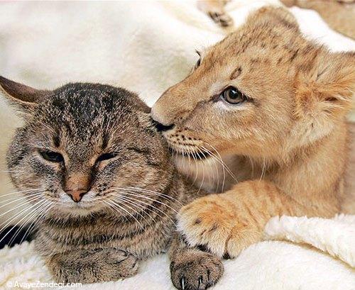  عکس‌های زیبا از رابطه عاشقانه حیوانات (1) 