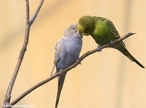  عکس‌های زیبا از رابطه عاشقانه حیوانات (1) 