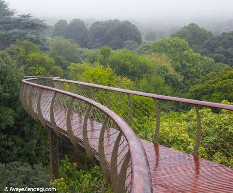  پیاده روی زیبا در آسمان جنگل 