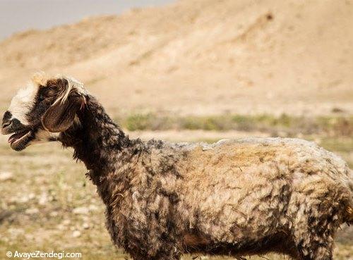  خوش به حال گوسفندها! 