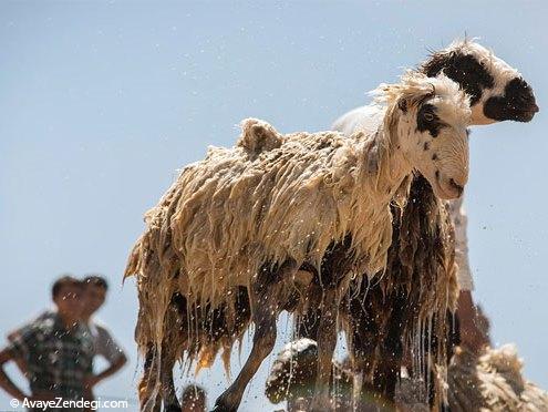  خوش به حال گوسفندها! 