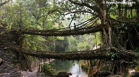 پلی از ریشه درختان