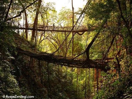 پلی از ریشه درختان