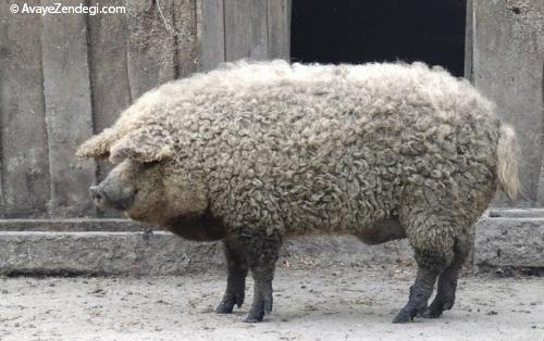 تصاویر دیدنی از نتیجه ازدواج خوک و گوسفند