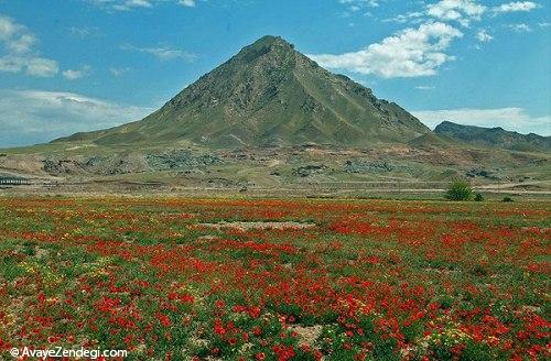 دشت شقایق های وحشی